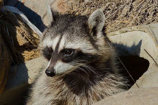 a raccoon poking its head out of a hole in the ground